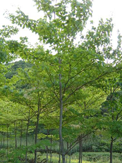 6-12cm燈臺樹